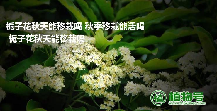 栀子花秋天能移栽吗 秋季移栽能活吗 栀子花秋天能移栽吗