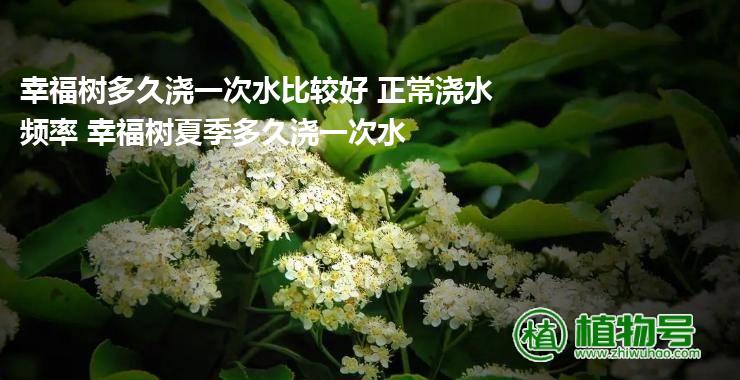 幸福树多久浇一次水比较好 正常浇水频率 幸福树夏季多久浇一次水