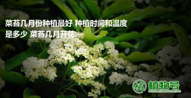 菜苔几月份种植最好 种植时间和温度是多少 菜苔几月开花