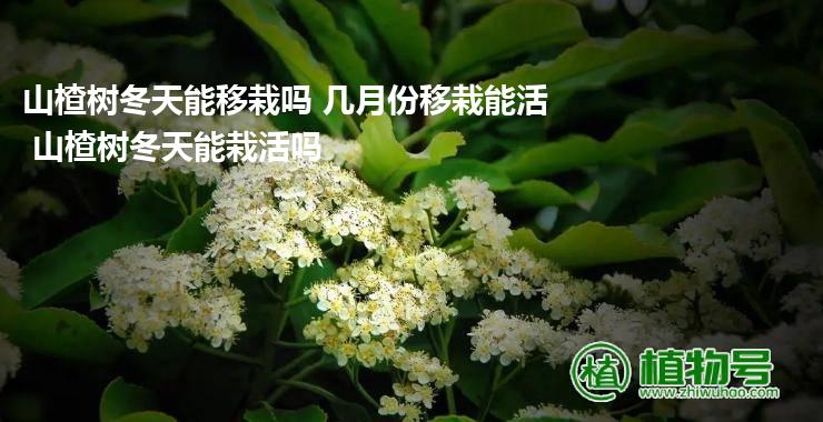 山楂树冬天能移栽吗 几月份移栽能活 山楂树冬天能栽活吗