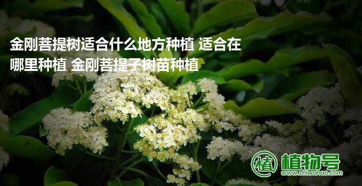 金刚菩提树适合什么地方种植 适合在哪里种植 金刚菩提子树苗种植