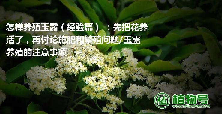 怎样养殖玉露（经验篇） ：先把花养活了，再讨论施肥和繁殖问题/玉露养殖的注意事项