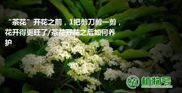 “茶花”开花之前，1把剪刀剪一剪，花开得更旺了/茶花开花之后如何养护