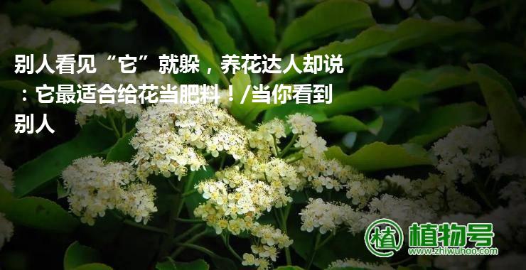 别人看见“它”就躲，养花达人却说：它最适合给花当肥料！/当你看到别人