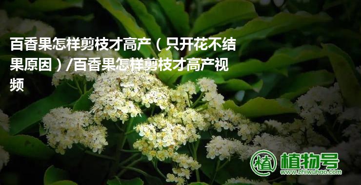 百香果怎样剪枝才高产（只开花不结果原因）/百香果怎样剪枝才高产视频