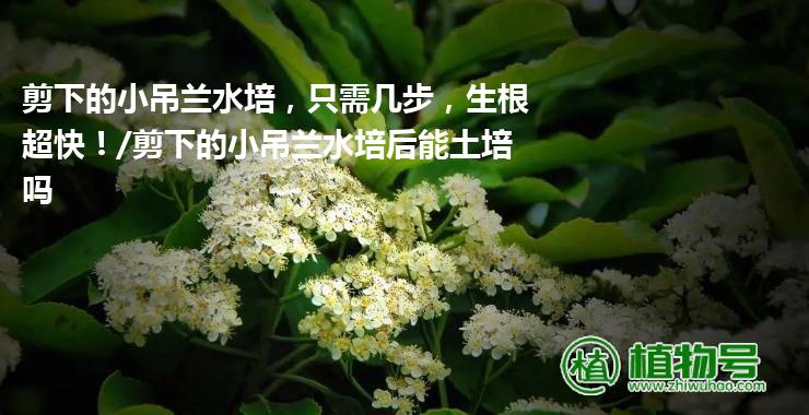 剪下的小吊兰水培，只需几步，生根超快！/剪下的小吊兰水培后能土培吗