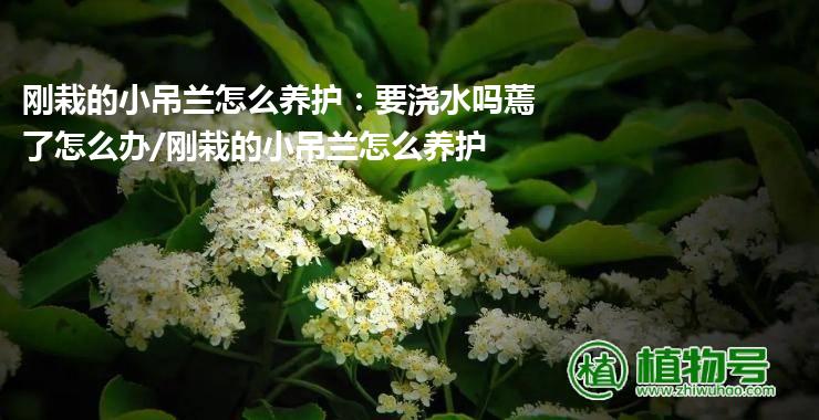 刚栽的小吊兰怎么养护：要浇水吗蔫了怎么办/刚栽的小吊兰怎么养护