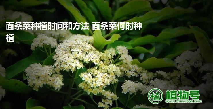 面条菜种植时间和方法 面条菜何时种植