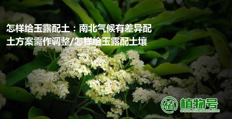 怎样给玉露配土：南北气候有差异配土方案需作调整/怎样给玉露配土壤