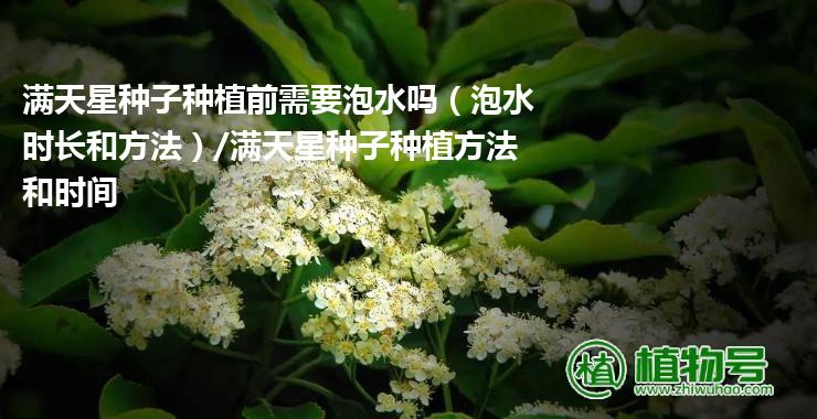 满天星种子种植前需要泡水吗（泡水时长和方法）/满天星种子种植方法和时间