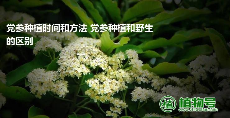 党参种植时间和方法 党参种植和野生的区别