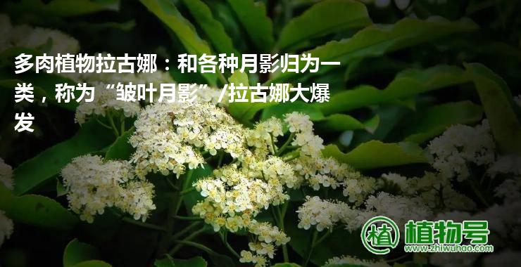 多肉植物拉古娜：和各种月影归为一类，称为“皱叶月影”/拉古娜大爆发