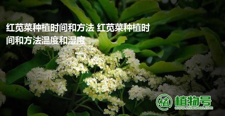 红苋菜种植时间和方法 红苋菜种植时间和方法温度和湿度