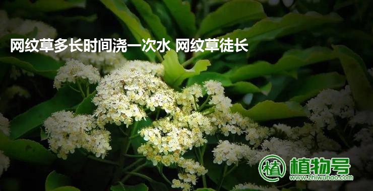 网纹草多长时间浇一次水 网纹草徒长