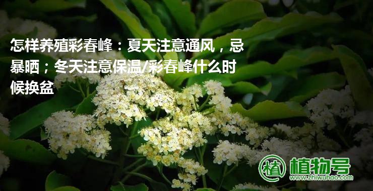 怎样养殖彩春峰：夏天注意通风，忌暴晒；冬天注意保温/彩春峰什么时候换盆