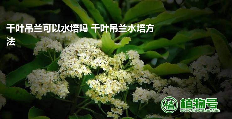 千叶吊兰可以水培吗 千叶吊兰水培方法