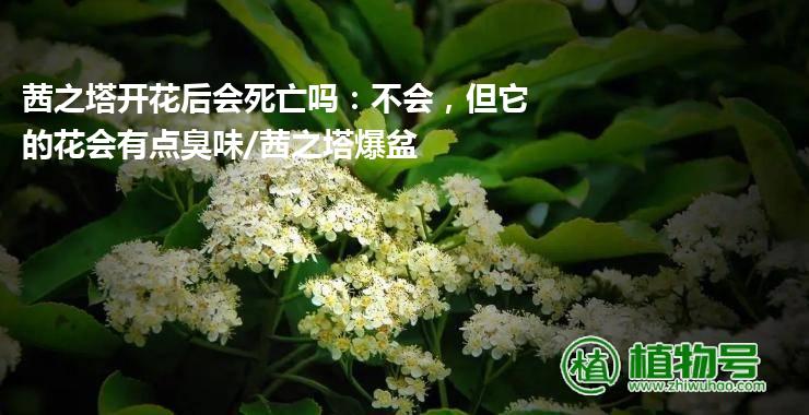 茜之塔开花后会死亡吗：不会，但它的花会有点臭味/茜之塔爆盆