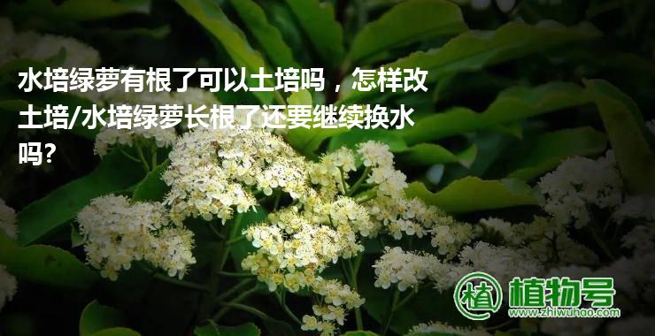 水培绿萝有根了可以土培吗，怎样改土培/水培绿萝长根了还要继续换水吗?