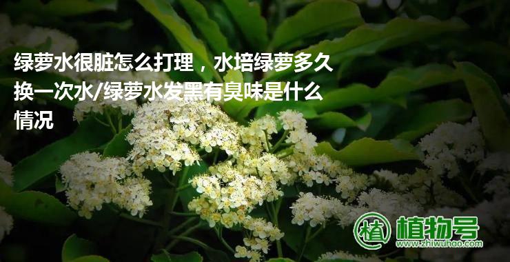 绿萝水很脏怎么打理，水培绿萝多久换一次水/绿萝水发黑有臭味是什么情况