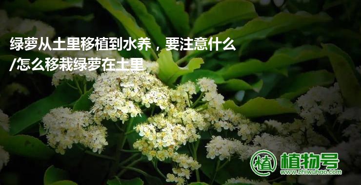 绿萝从土里移植到水养，要注意什么/怎么移栽绿萝在土里