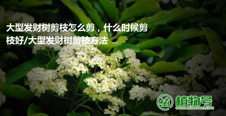 大型发财树剪枝怎么剪，什么时候剪枝好/大型发财树剪枝方法