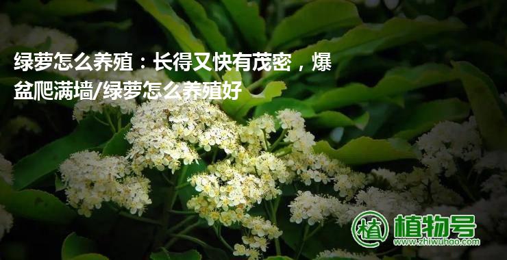 绿萝怎么养殖：长得又快有茂密，爆盆爬满墙/绿萝怎么养殖好