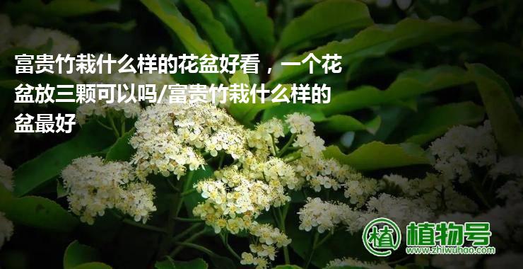 富贵竹栽什么样的花盆好看，一个花盆放三颗可以吗/富贵竹栽什么样的盆最好