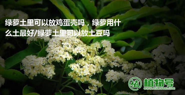 绿萝土里可以放鸡蛋壳吗，绿萝用什么土最好/绿萝土里可以放土豆吗