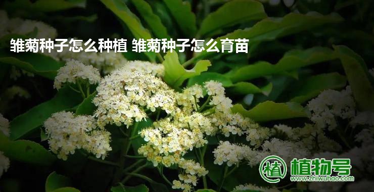 雏菊种子怎么种植 雏菊种子怎么育苗