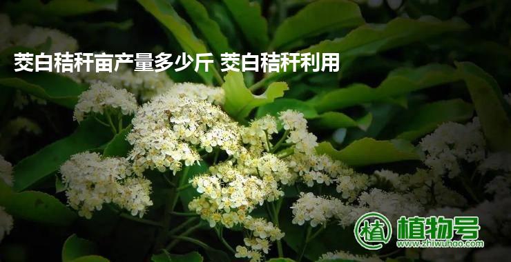 茭白秸秆亩产量多少斤 茭白秸秆利用