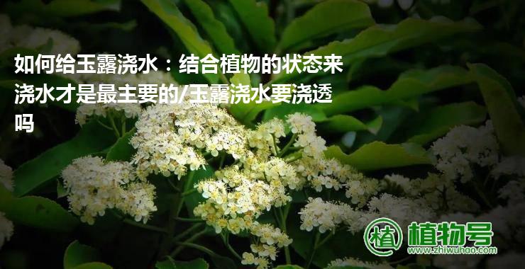 如何给玉露浇水：结合植物的状态来浇水才是最主要的/玉露浇水要浇透吗