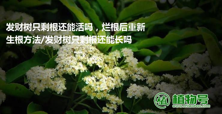 发财树只剩根还能活吗，烂根后重新生根方法/发财树只剩根还能长吗