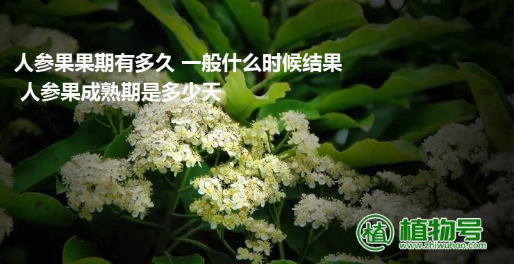 人参果果期有多久 一般什么时候结果 人参果成熟期是多少天