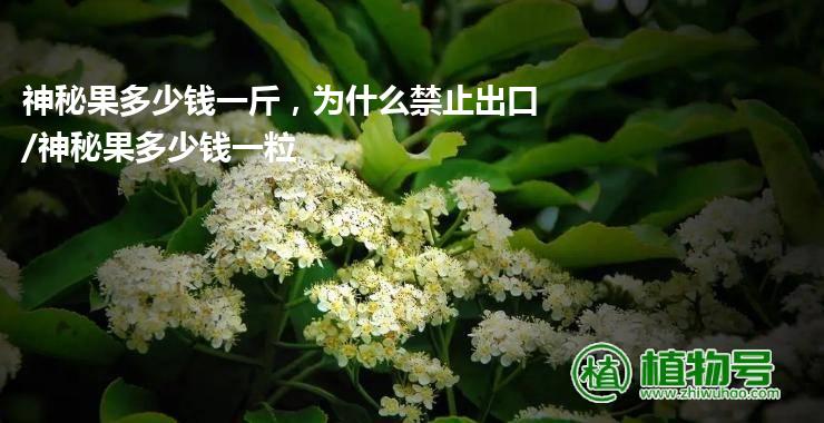 神秘果多少钱一斤，为什么禁止出口/神秘果多少钱一粒