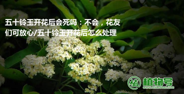 五十铃玉开花后会死吗：不会，花友们可放心/五十铃玉开花后怎么处理