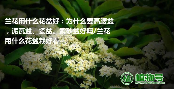 兰花用什么花盆好：为什么要高腰盆，泥瓦盆、瓷盆、紫砂盆好吗/兰花用什么花盆栽好看