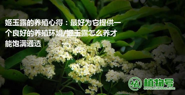 姬玉露的养殖心得：最好为它提供一个良好的养殖环境/姬玉露怎么养才能饱满通透