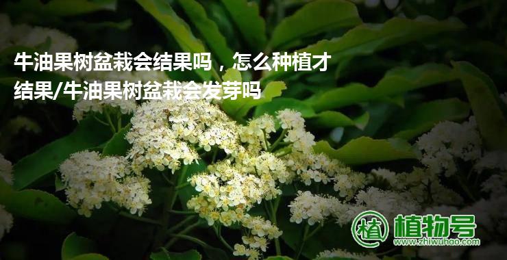 牛油果树盆栽会结果吗，怎么种植才结果/牛油果树盆栽会发芽吗