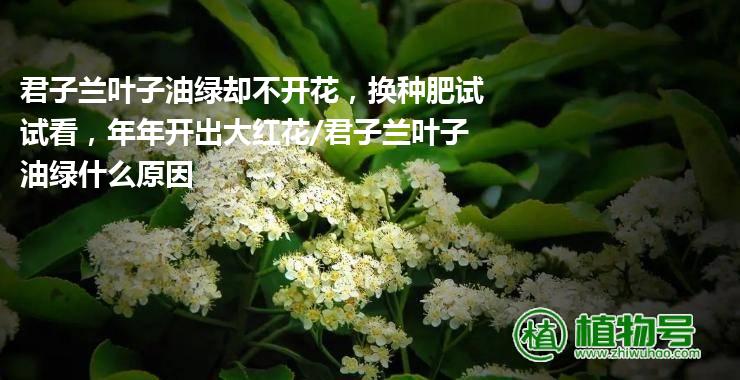 君子兰叶子油绿却不开花，换种肥试试看，年年开出大红花/君子兰叶子油绿什么原因