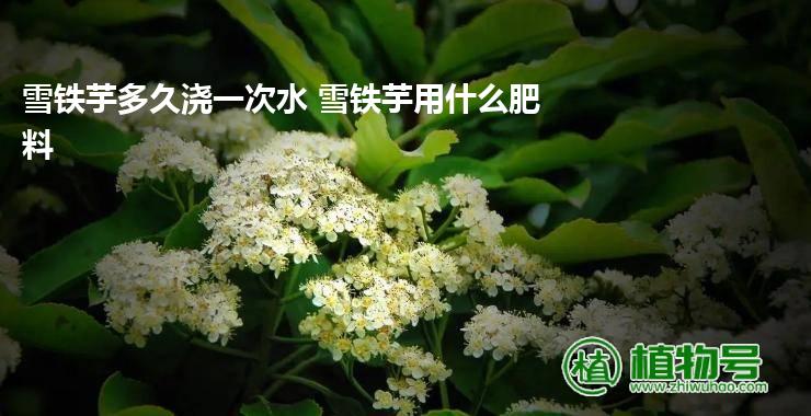 雪铁芋多久浇一次水 雪铁芋用什么肥料