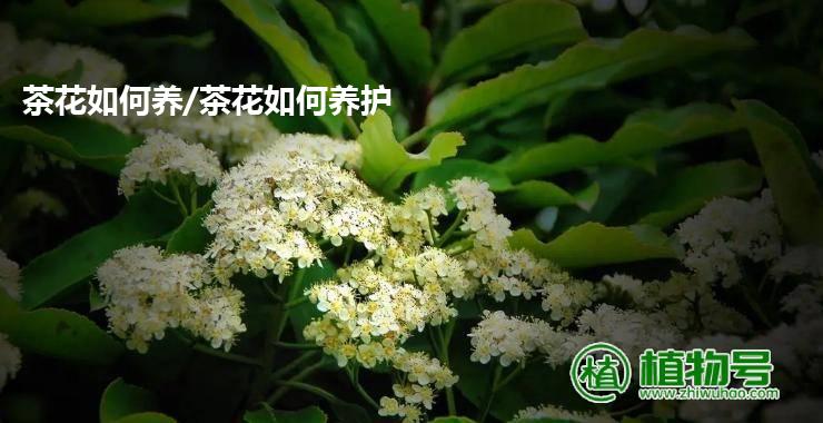 茶花如何养/茶花如何养护