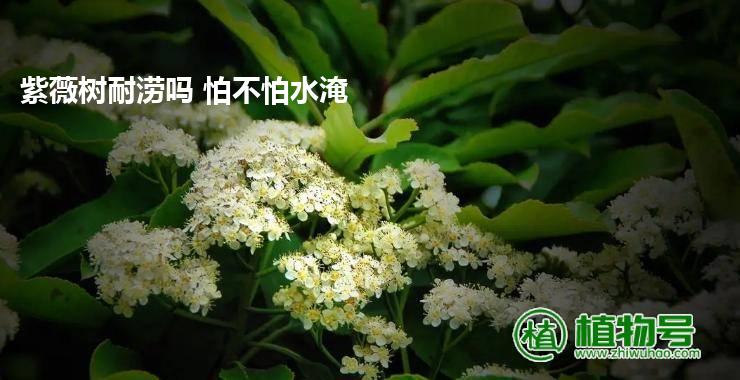 紫薇树耐涝吗 怕不怕水淹