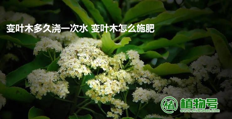 变叶木多久浇一次水 变叶木怎么施肥