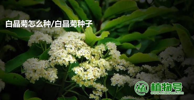 白晶菊怎么种/白晶菊种子