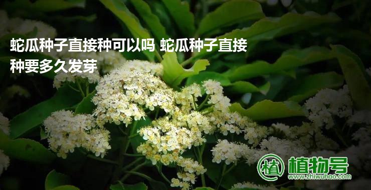 蛇瓜种子直接种可以吗 蛇瓜种子直接种要多久发芽