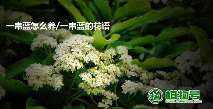 一串蓝怎么养/一串蓝的花语