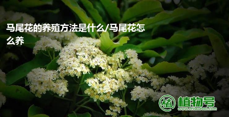 马尾花的养殖方法是什么/马尾花怎么养