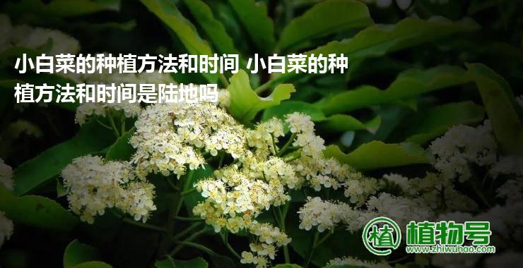 小白菜的种植方法和时间 小白菜的种植方法和时间是陆地吗