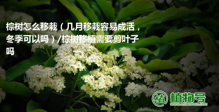 棕树怎么移栽（几月移栽容易成活，冬季可以吗）/棕树移植需要剪叶子吗