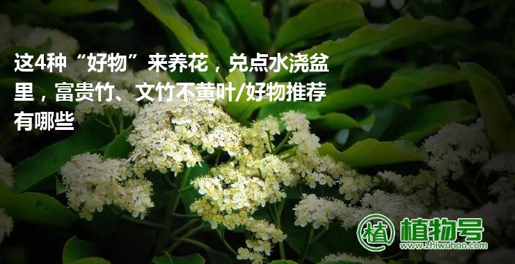 这4种“好物”来养花，兑点水浇盆里，富贵竹、文竹不黄叶/好物推荐有哪些